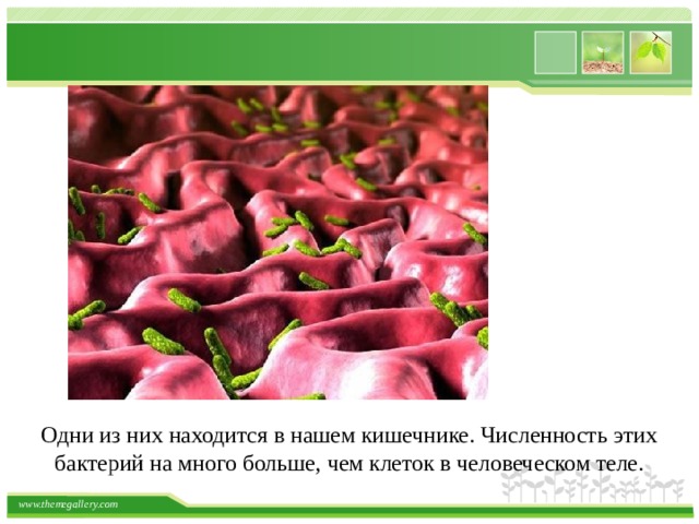   Одни из них находится в нашем кишечнике. Численность этих бактерий на много больше, чем клеток в человеческом теле. 