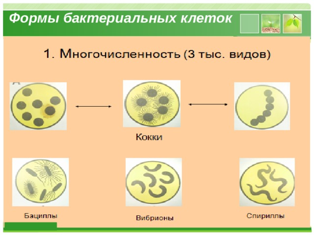  Формы бактериальных клеток   