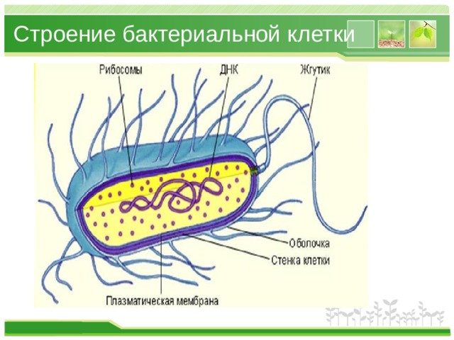 Строение бактериальной клетки 