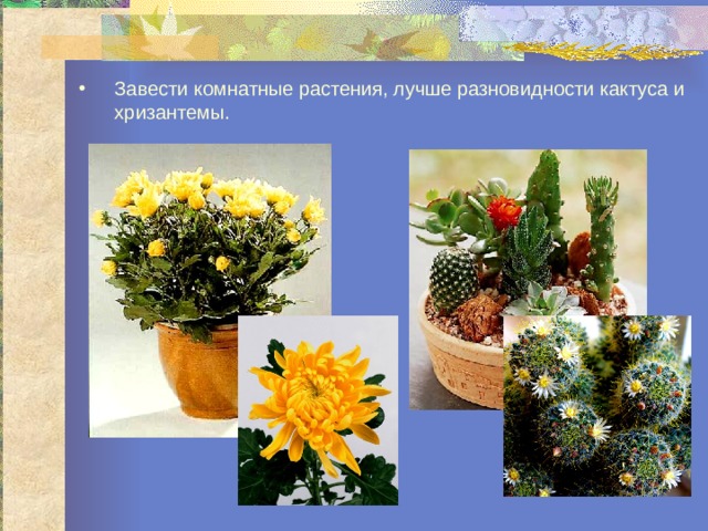 Завести комнатные растения, лучше разновидности кактуса и хризантемы.  