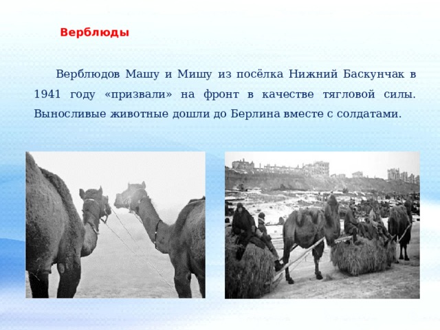 Верблюды  Верблюдов Машу и Мишу из посёлка Нижний Баскунчак в 1941 году «призвали» на фронт в качестве тягловой силы. Выносливые животные дошли до Берлина вместе с солдатами. 