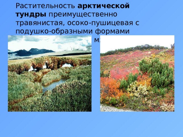 Растительность арктической тундры преимущественно травянистая, осоко-пушицевая с подушко-образными формами полукустарничков и мхами
