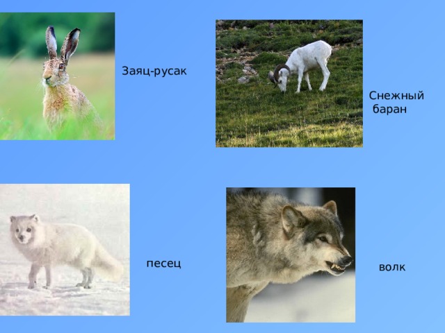 Заяц-русак Снежный  баран песец волк