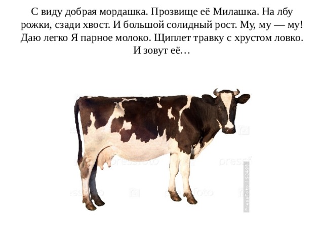 С виду добрая мордашка. Прозвище её Милашка. На лбу рожки, сзади хвост. И большой солидный рост. Му, му — му! Даю легко Я парное молоко. Щиплет травку с хрустом ловко. И зовут её… 