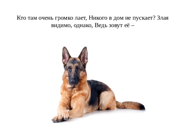 Кто там очень громко лает, Никого в дом не пускает? Злая видимо, однако, Ведь зовут её –    