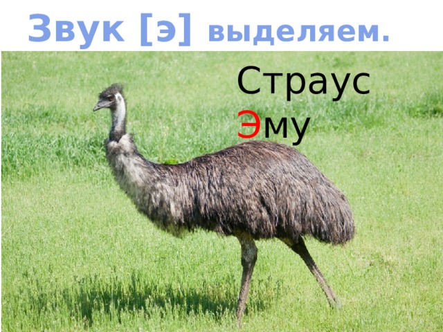 Звук [э] выделяем. Страус Э му Читаем слова, объясняем значение  