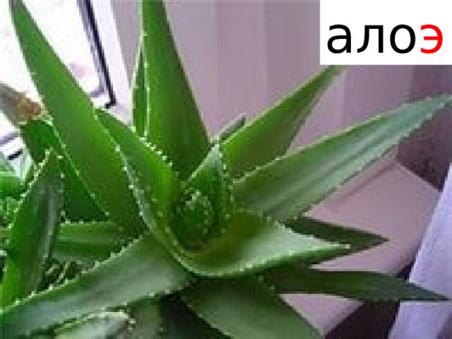 ало э  Читаем слова, объясняем значение  