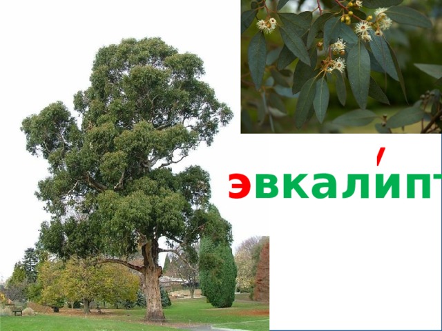 э вкалипт 