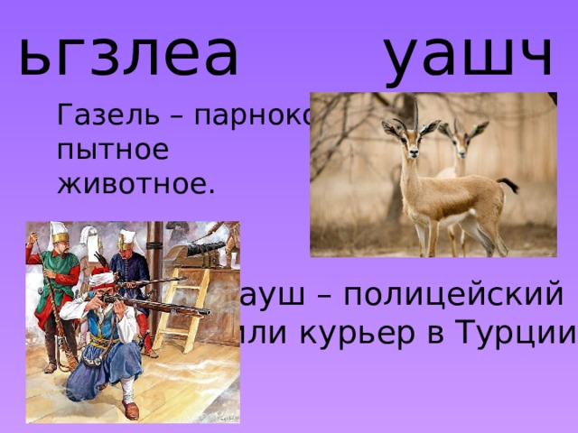 ьгзлеа уашч Газель – парноко- пытное животное. Чауш – полицейский  или курьер в Турции.