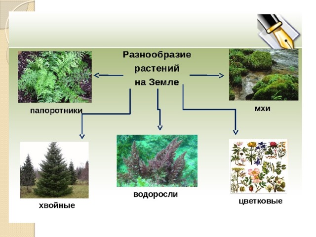 Разнообразие мира растений (флоры) 