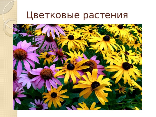 Цветковые растения 
