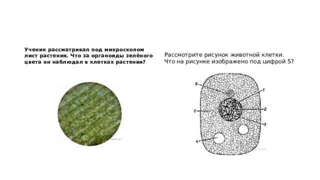 Растений под цифрой 6