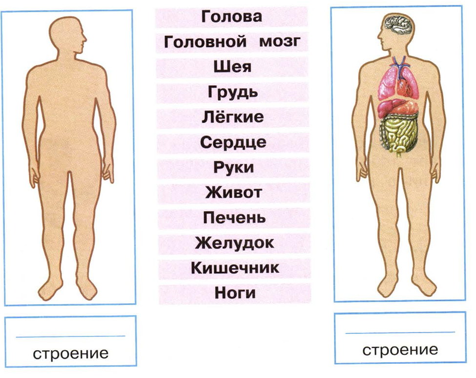 Части тела и внутренние органы человека рисунок 4 класс