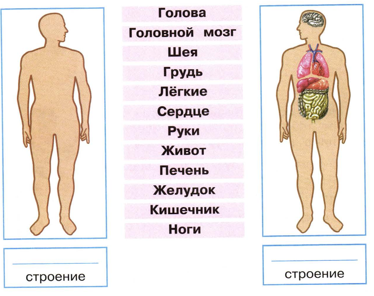 Внешнее и внутреннее строение человека. 2 класс