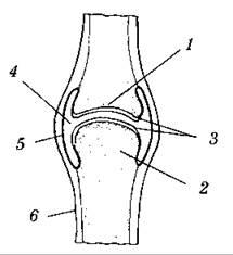 Рисунок сустава биология