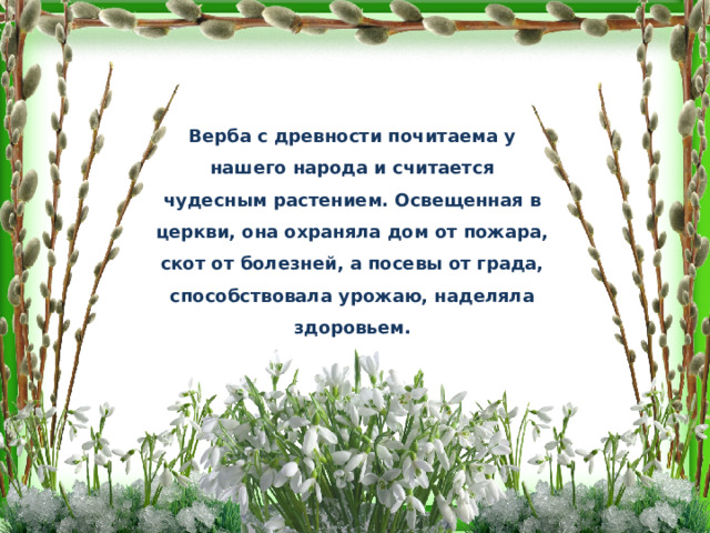 Верба с древности почитаема у нашего народа и считается чудесным растением. Освещенная в церкви, она охраняла дом от пожара, скот от болезней, а посевы от града, способствовала урожаю, наделяла здоровьем.  