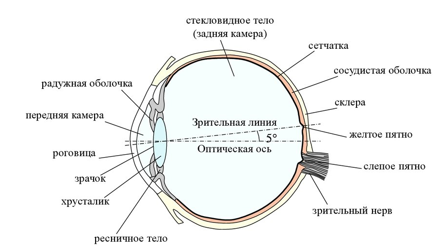 Презентация орган зрения и зрительный анализатор 8 класс