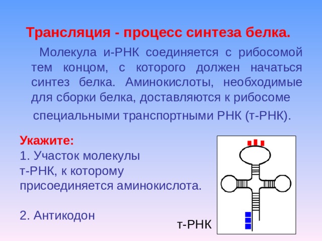 Трансляция - процесс синтеза белка.   Молекула и-РНК соединяется с рибосомой тем концом, с которого должен начаться синтез белка. Аминокислоты, необходимые для сборки белка, доставляются к рибосоме   специальными транспортными РНК (т-РНК). Укажите:   1. Участок молекулы  т-РНК, к которому присоединяется аминокислота.   2. Антикодон   т-РНК 