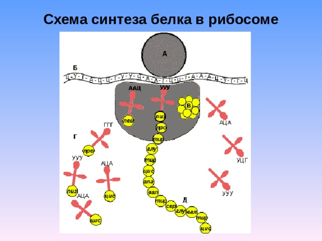 Схема синтеза белка в рибосоме 