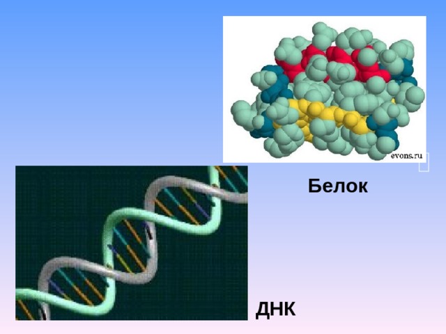 Белок ДНК 