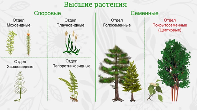 Семейства однодольные презентация