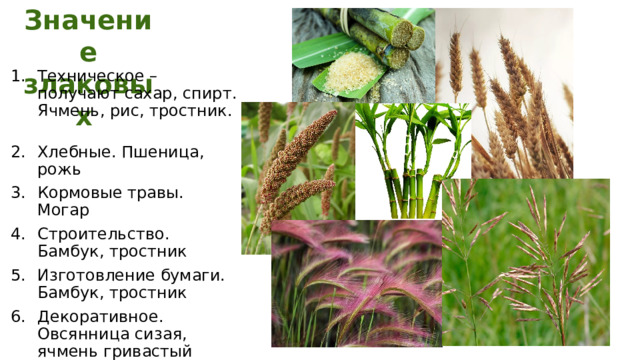 Значение злаковых Техническое – получают сахар, спирт. Ячмень, рис, тростник. Хлебные. Пшеница, рожь Кормовые травы. Могар Строительство. Бамбук, тростник Изготовление бумаги. Бамбук, тростник Декоративное. Овсянница сизая, ячмень гривастый Сорное. Костер, лисохвост, мятлик 