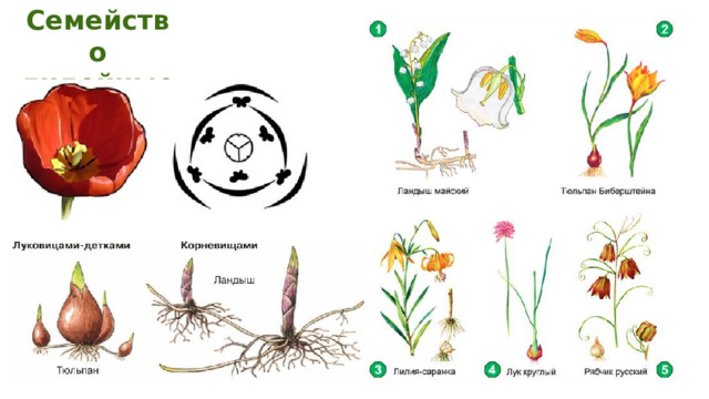 Семена семейства лилейных. Семейства злаковые и Лилейные. По какому строению можно узнать семейство лилейных.