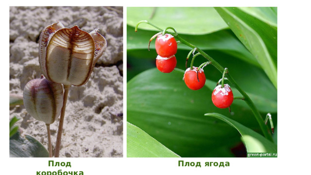 Плод коробочка Плод ягода 