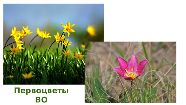Первоцветы ВО (красная книга) 