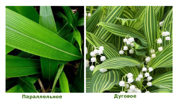Дуговое Параллельное  