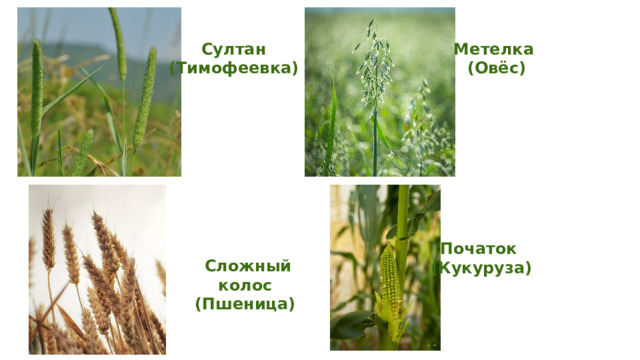 Султан Метелка (Тимофеевка) (Овёс) Початок (Кукуруза) Сложный колос (Пшеница) 