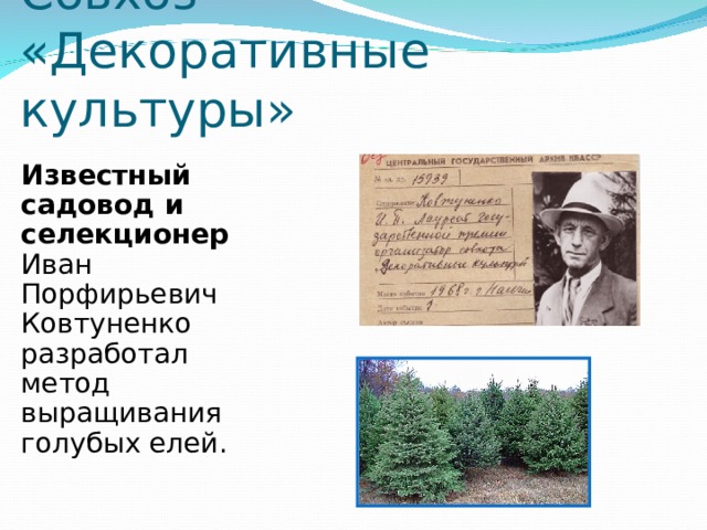 Совхоз  «Декоративные культуры» Известный садовод и селекционер Иван Порфирьевич Ковтуненко разработал метод выращивания голубых елей. 