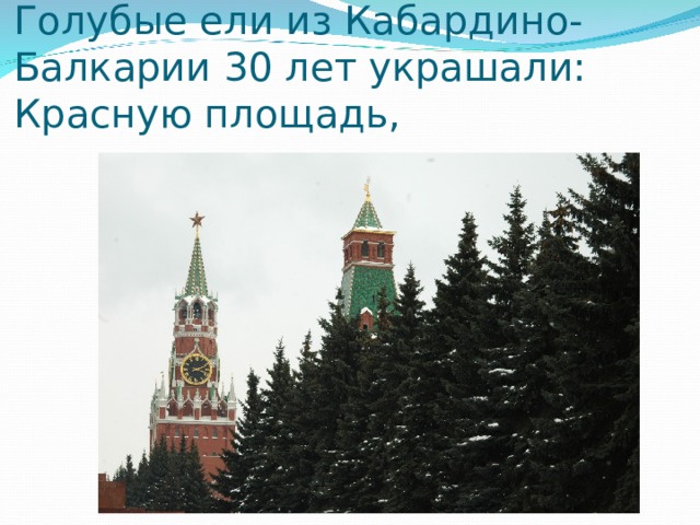 Голубые ели из Кабардино-Балкарии 30 лет украшали: Красную площадь, 