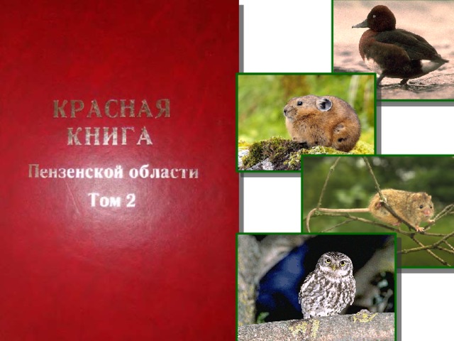 Книга пензенская область. Животные и растения Пензенской области занесенные в красную книгу. Красная книга Пензенской области том 2. Красная книга Пензенской области книга. Птицы Пензенской области занесенные в красную книгу.