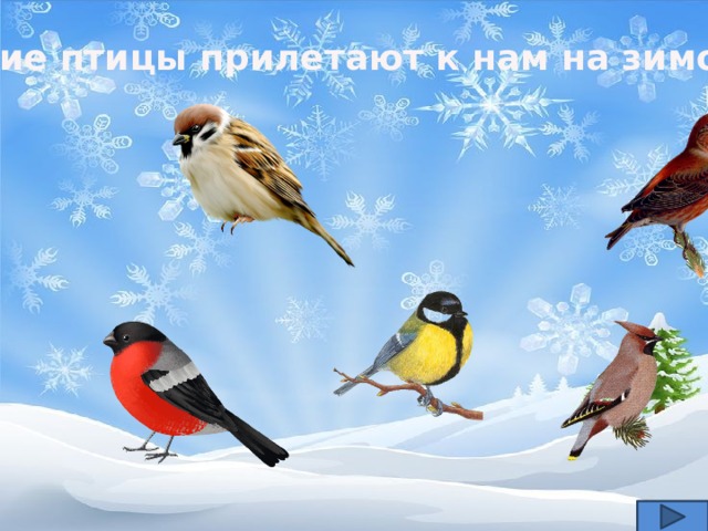 Какие птицы прилетают к нам на зимовку ? 