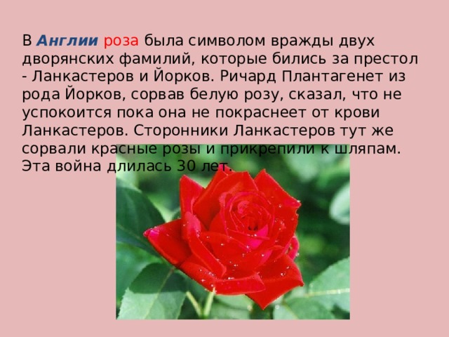 В Англии  роза была символом вражды двух дворянских фамилий, которые бились за престол - Ланкастеров и Йорков. Ричард Плантагенет из рода Йорков, сорвав белую розу, сказал, что не успокоится пока она не покраснеет от крови Ланкастеров. Сторонники Ланкастеров тут же сорвали красные розы и прикрепили к шляпам. Эта война длилась 30 лет. 