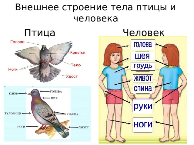 Внешнее строение тела птицы и человека Человек Птица 
