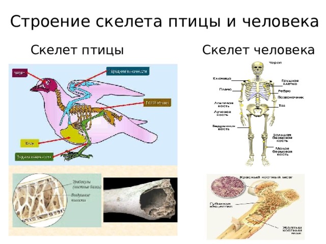 Строение скелета птицы и человека Скелет человека Скелет птицы 