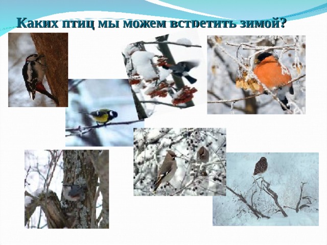 Каких птиц мы можем встретить зимой? 