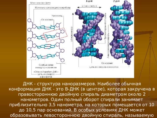 ДНК - структура наноразмеров . Наиболее обычная конформация ДНК - это B-ДНК (в центре), которая закручена в правостороннюю двойную спираль диаметром около 2 нанометров. Один полный оборот спирали занимает приблизительно 3,5 нанометра, на которых помещается от 10 до 10,5 пар оснований. В особых условиях ДНК может образовывать левостороннюю двойную спираль, называемую Z-ДНК (справа). 
