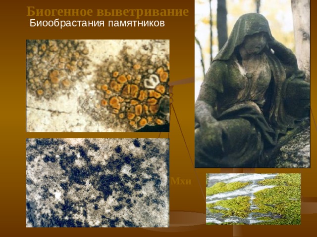 Биогенное выветривание Биообрастания памятников Мхи  