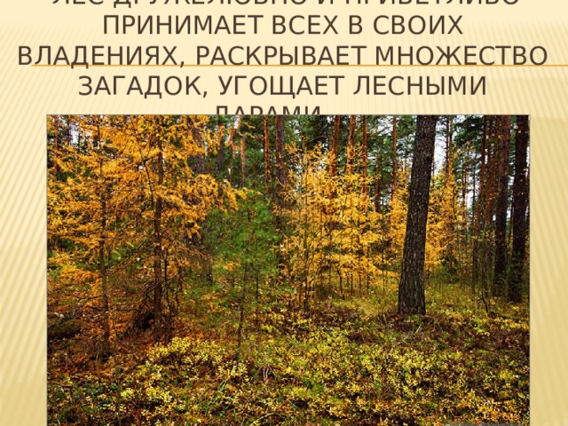 Лес дружелюбно и приветливо принимает всех в своих владениях, раскрывает множество загадок, угощает лесными дарами,,,, 