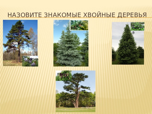Назовите знакомЫе хвойные деревья ель пихта сосна кедр 