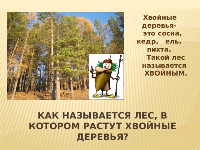  Хвойные деревья-  это сосна, кедр, ель, пихта.  Такой лес  называется  ХВОЙНЫМ. Как называется лес, в котором растут хвойные деревья? 