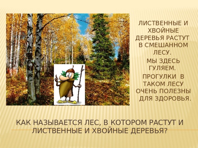 Лиственные и хвойные деревья растут в смешанном лесу. Мы здесь гуляем. Прогулки в таком лесу очень полезны для здоровья. Как называется лес, в котором растут и лиственные и хвойные деревья? 
