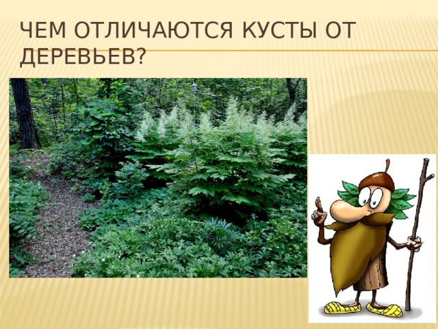 Чем отличаются кусты от деревьев? 