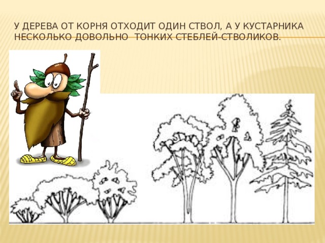 У дерева от корня отходит один ствол, а у кустарника несколько довольно тонких стеблей-стволиков. 