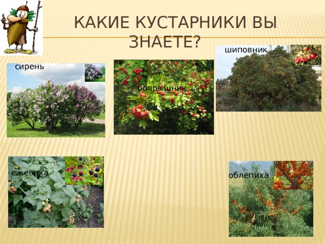  Какие кустарники вы знаете? шиповник боярышник сирень ежевика облепиха 