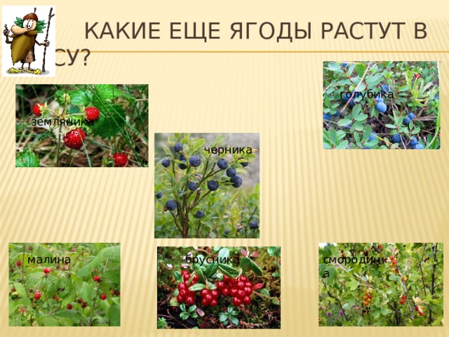  Какие еще ягоды растут в лесу? голубика земляника черника малина смородина брусника 