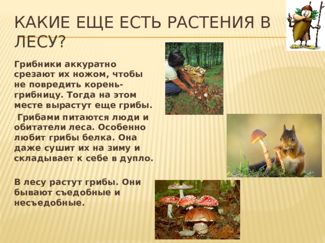 Какие еще есть растения в лесу? Грибники аккуратно срезают их ножом, чтобы не повредить корень-грибницу. Тогда на этом месте вырастут еще грибы.  Грибами питаются люди и обитатели леса. Особенно любит грибы белка. Она даже сушит их на зиму и складывает к себе в дупло.  В лесу растут грибы. Они бывают съедобные и несъедобные.  